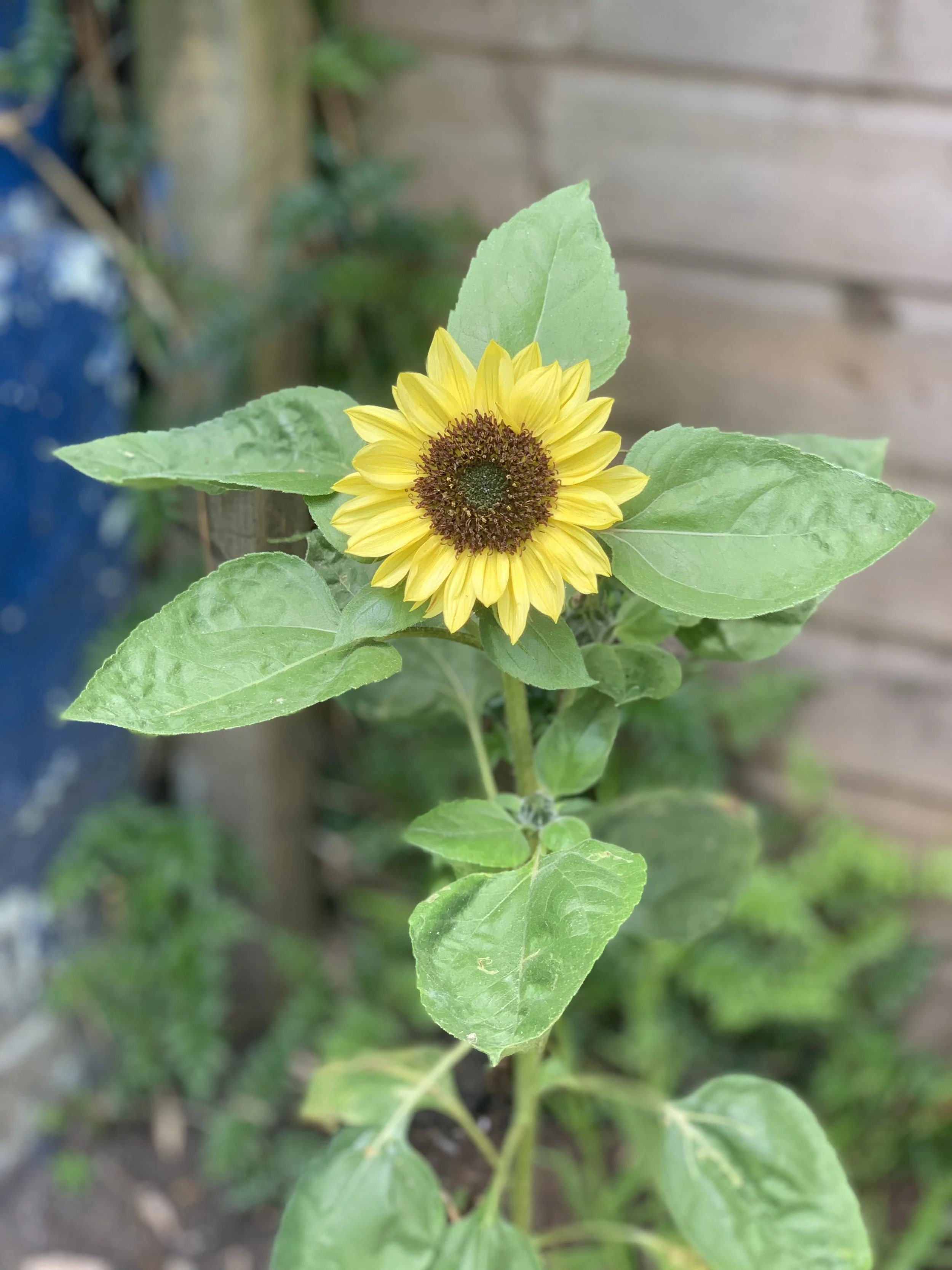 Sunflower seedlings 2024